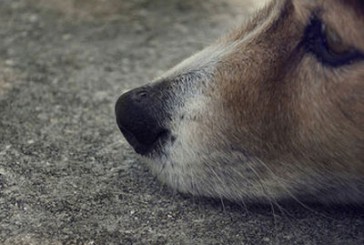 Тернопіль: працівники ДСНС врятували собаку