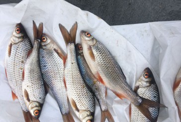 Поліцейські задокументували незаконний вилов риби на Тернопільському озері