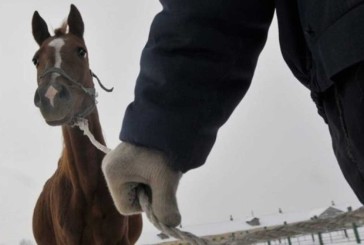 Жителя Тернопільського району поліцейські підозрюють у крадіжці двох коней