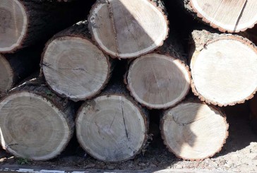 Чортківські поліцейські виявили факт незаконного перевезення деревини