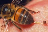 На Тернопільщині під час відкачування меду помер пенсіонер