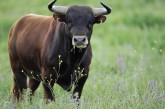 На Тернопільщині бик смертельно травмував жінку