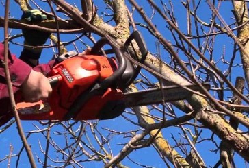 На Тернопільщині загинув чоловік, обрізаючи дерева