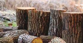 За непритягнення до кримінальної відповідальності за незаконну порубку дерев житель Заліщицької громади намагався відкупитися хабарем