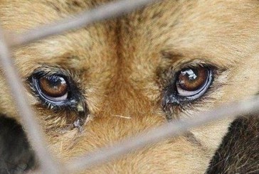 Поліцейські Теребовлянщини розслідують факт жорстокого поводження з твариною