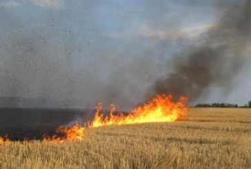 Підволочиські поліцейські встановлюють обставини пожежі внаслідок якої згоріло три гектари посівів пшениці