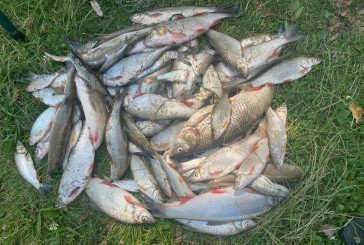 Про снулу рибу у річці Гнізна на лінію “102″ повідомили жителі села Застав’є.