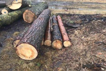 За незаконну порубку лісу відповідальність нестиме житель Чортківського району