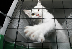 A cat reaches out from its crate after arriving from Lebanon by cargo jet in Las Vegas