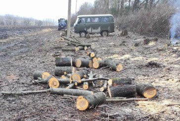 Незаконну порубку дерев розслідують поліцейські Гусятинщини