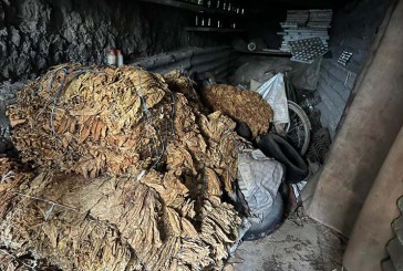На Тернопільщині правоохоронці викрили факти незаконного вирощування та реалізації тютюну