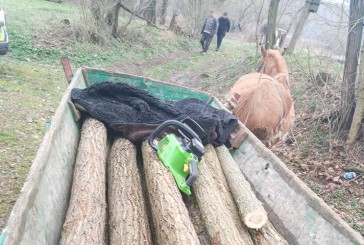 Незаконну порубку та крадіжку деревини зареєстрували поліцейські Тернопільщини