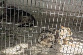 Інформацію щодо жорстокого поводження з тваринами перевіряють поліцейські Тернопільщини