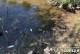 Гусятинські поліцейські розпочали кримінальне провадження за фактом масової загибелі риби