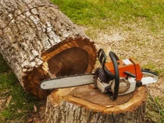 Прокурори вимагають стягнення у суді майже 190 тис грн шкоди через незаконну вирубку дерев