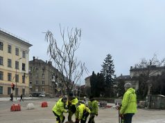 У Тернополі на вулиці Михайла Грушевського висадили 28 катальп