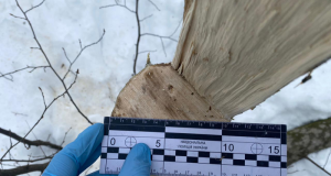 На Чортківщині поліцейські задокументували факт підкупу лісничого