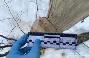 На Чортківщині поліцейські задокументували факт підкупу лісничого