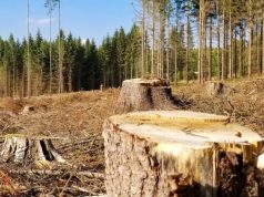 До 5 років позбавлення волі засуджено майстра лісу, через дії і недбалість якого незаконно зрубано дерев на майже 4 млн грн