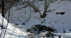 В одному із сіл Шумської територіальної громади до медиків з ознаками вірусної інфекції звернулася місцева жителька: сказу лікарі у неї не виявили