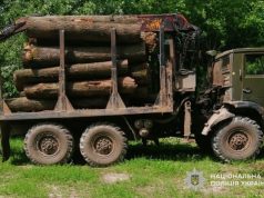Вирубали лісу на понад 4 млн грн: на Тернопільщині судитимуть підприємця та працівника лісового господарства