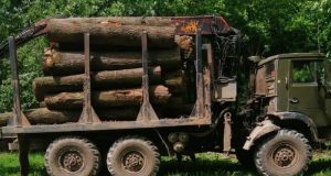 Вирубали лісу на понад 4 млн грн: на Тернопільщині судитимуть підприємця та працівника лісового господарства