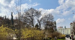 До 5 квітня тернополяни ще можуть долучитися до акції «Підтримуй ЗСУ – посади іменне дерево»