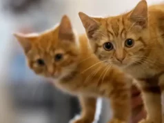 Заліщицькі поліцейські перевіряють інформацію щодо можливого отруєння тварин у селі Касперівці