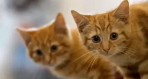 Заліщицькі поліцейські перевіряють інформацію щодо можливого отруєння тварин у селі Касперівці