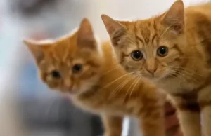 Заліщицькі поліцейські перевіряють інформацію щодо можливого отруєння тварин у селі Касперівці