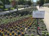 Матері та дружини полеглих Героїв висадили у Тернополі символічний «Квітник матері»