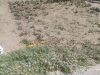 Поліція Кременця відреагувала на повідомлення про наругу над гербом України