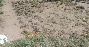 Поліція Кременця відреагувала на повідомлення про наругу над гербом України