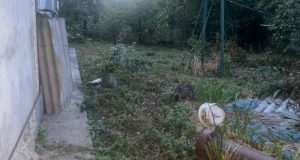 За фактом жорстокого поводження з тваринами лановецькі поліцейські розпочали кримінальне провадження