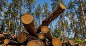 Понад 4,5 млн грн збитків: на Тернопільщині виконувачу обов’язків директора одного з комунальних лісогосподарських підприємств повідомлено про підозру у службовій недбалості