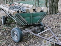 Житель Кременеччини нестиме відповідальність за незаконну порубку лісу