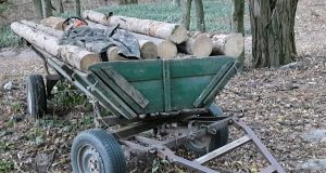 Житель Кременеччини нестиме відповідальність за незаконну порубку лісу