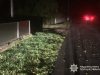 У ДТП травм зазнали пішохід та водій і пасажир мотоцикла